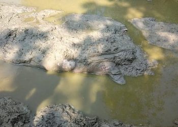 धनुषा : बीच बाटोमै एजनाको लास फेला