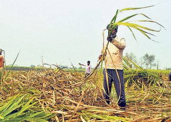 सर्लाहीका उखु किसानले सरकारी अनुदानको रकम दशैँअघि नै पाउने