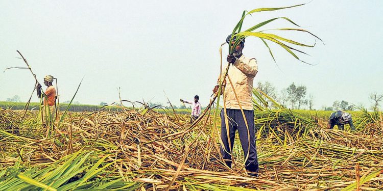 सर्लाहीका उखु किसानले सरकारी अनुदानको रकम दशैँअघि नै पाउने