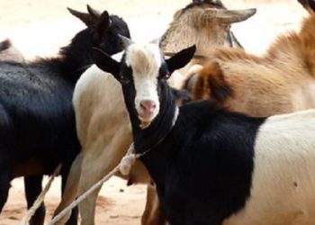दसैंमा धनुषाका सबै शक्तिपीठमा बोका बली निषेध