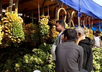 ५० लाखभन्दा बढीको केलाको ब्यापार