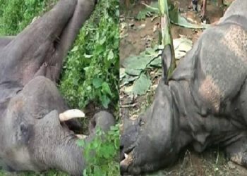 चितवन निकुञ्जमा हात्ती र गैँडाको मृत्यु, पूजा गरी अन्त्येष्टि