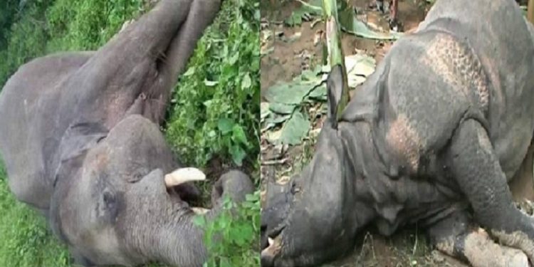 चितवन निकुञ्जमा हात्ती र गैँडाको मृत्यु, पूजा गरी अन्त्येष्टि