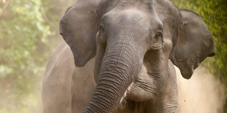 जङ्गली हात्तीको आक्रमणबाट ५० वर्षीया महिलाको मृत्यु