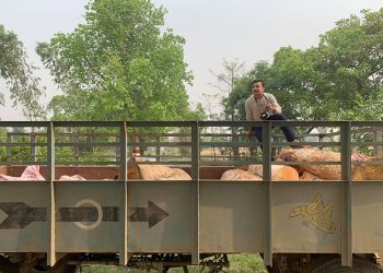 कञ्चनपुरमा ठूलो परिमाणमा अवैध काठ बरामद