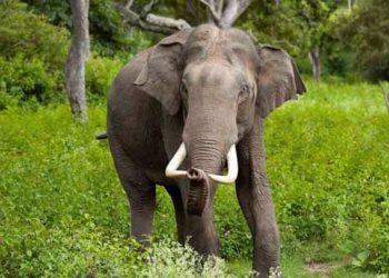 हात्तीले आक्रमण गर्दा आमाछोरीको मृत्यु