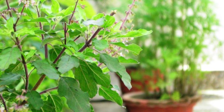 आज निर्जला एकादशी, घरघरमा तुलसीको बिउ राखिँदै