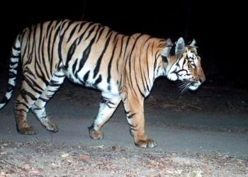 बाघको आक्रमणबाट बर्दियामा एक महिलाको मृत्यु