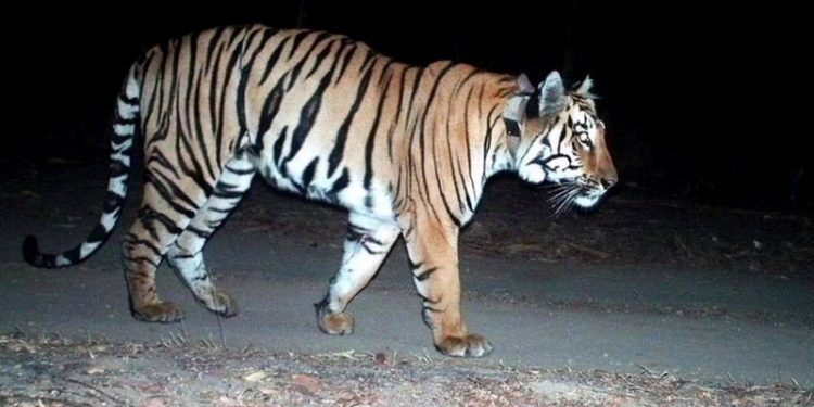 बाघको आक्रमणबाट बर्दियामा एक महिलाको मृत्यु