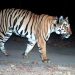 बाघको आक्रमणबाट बर्दियामा एक महिलाको मृत्यु