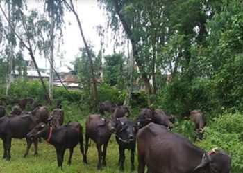 भन्सार छलेर ल्याउँदै गरेका ४० राँगा प्रहरी नियन्त्रणमा