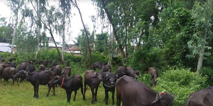भन्सार छलेर ल्याउँदै गरेका ४० राँगा प्रहरी नियन्त्रणमा