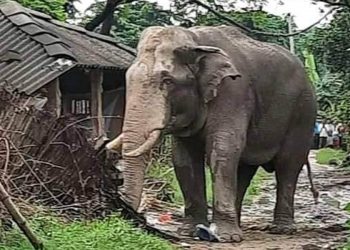 रौतहटका बस्तीमा पसेको जंगली हात्ती भारत पस्यो