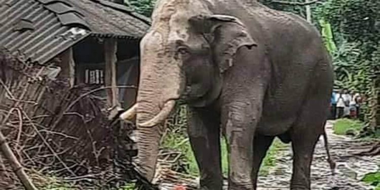 रौतहटका बस्तीमा पसेको जंगली हात्ती भारत पस्यो