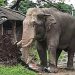 रौतहटका बस्तीमा पसेको जंगली हात्ती भारत पस्यो