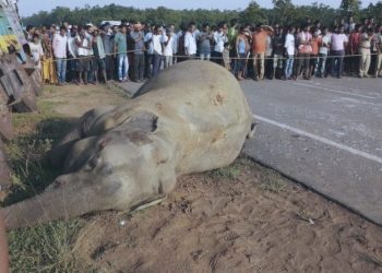 ट्रकको ठक्करबाट हात्ती गम्भीर घाइते