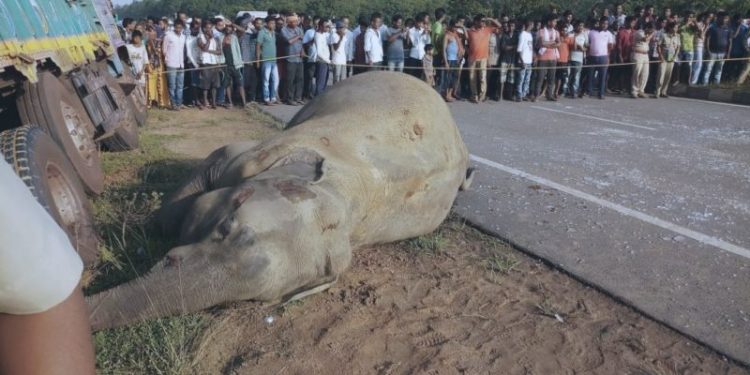 ट्रकको ठक्करबाट हात्ती गम्भीर घाइते