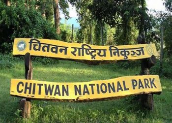 चितवन राष्ट्रिय निकुञ्जमा पोथी गैँडा मृत फेला