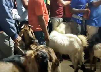 राजदेवी मन्दिरमा बोकाबली सुरु