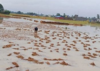 डुबान प्रभावित किसानलाई राहत उपलब्ध गराउन आयोगको आग्रह