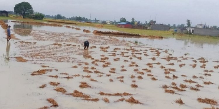 डुबान प्रभावित किसानलाई राहत उपलब्ध गराउन आयोगको आग्रह