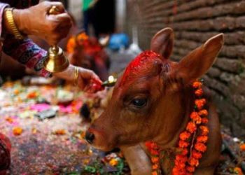 जनकपुरसहित तराईमा ‘गोधन’ पर्व मनाइँदै