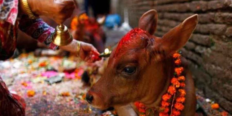 जनकपुरसहित तराईमा ‘गोधन’ पर्व मनाइँदै