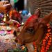 जनकपुरसहित तराईमा ‘गोधन’ पर्व मनाइँदै