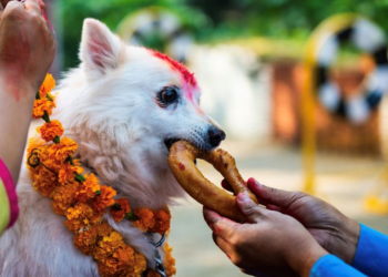 यमपञ्चक अन्तर्गत आज काग तिहार र कुकुर तिहार मनाइँदै