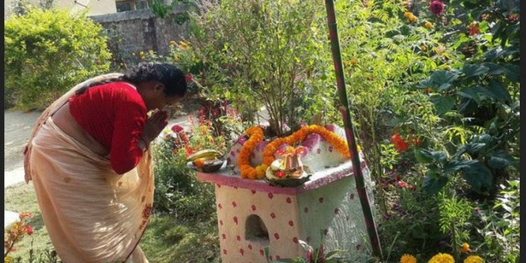 आज हरिवोधनी एकादशी : तुलसीको शालिग्रामसंग विवाह गरिदै