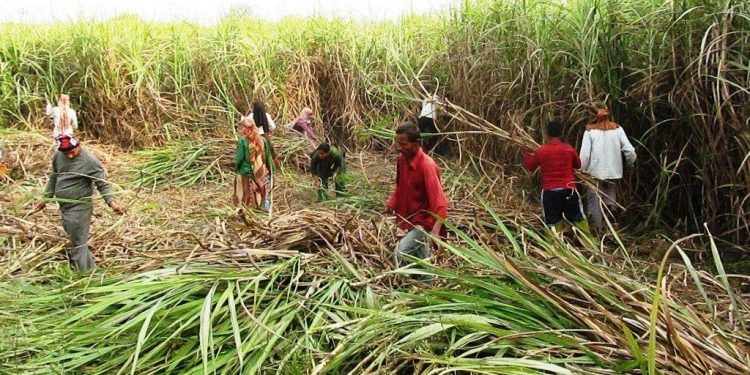 उखुको समर्थन मूल्य प्रतिक्विन्टल ५ सय ९० रुपैयाँ तोकियो : किसानको असन्तुष्टि