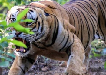 बाघको आक्रमणबाट मरे दुई गैँडा
