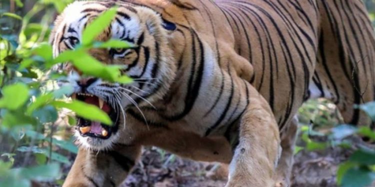 बाघको आक्रमणबाट मरे दुई गैँडा