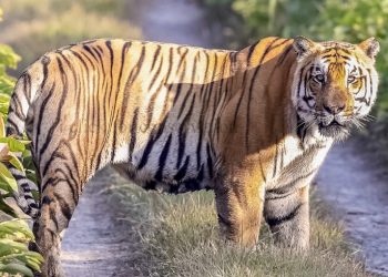 वन्यजन्तुमैत्री पूर्वाधार निर्माण निर्देशिका जारी