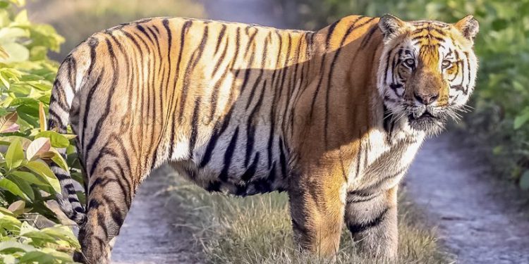 वन्यजन्तुमैत्री पूर्वाधार निर्माण निर्देशिका जारी