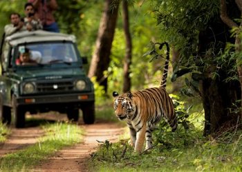 चितवनमा असार १ गतेदेखि जङ्गल सफारी बन्द हुने