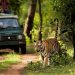 चितवनमा असार १ गतेदेखि जङ्गल सफारी बन्द हुने