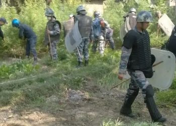 ५ हजारभन्दा बढी गाँजाको बोट फडानी गरी नष्ट