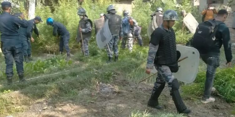 ५ हजारभन्दा बढी गाँजाको बोट फडानी गरी नष्ट