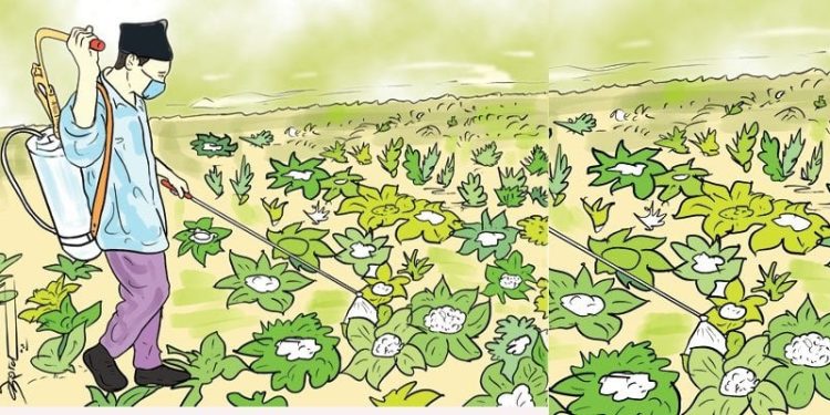 प्रयोगमै नरहेका विषादीको परीक्षण