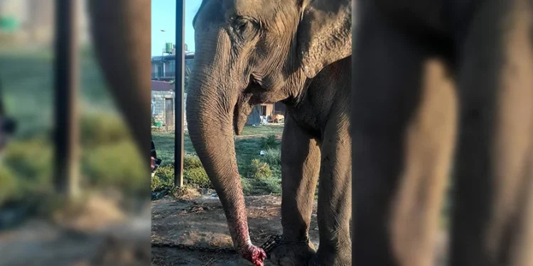 बाँधेर राखिएको हात्तीको सुँड काटियो