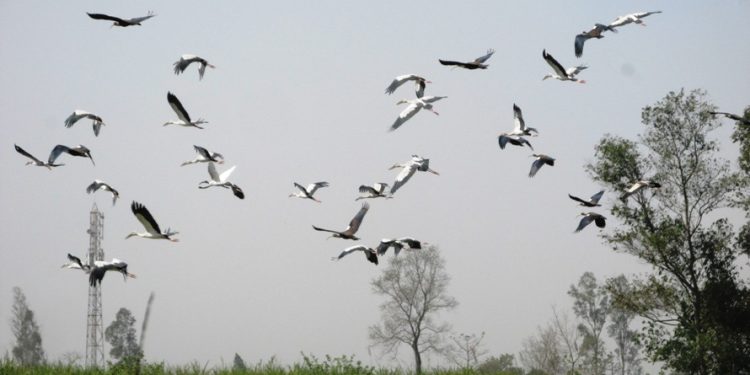 जलपन्छी गणना सुरु